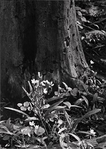 Richard M Ross: Photographer and Craftsman